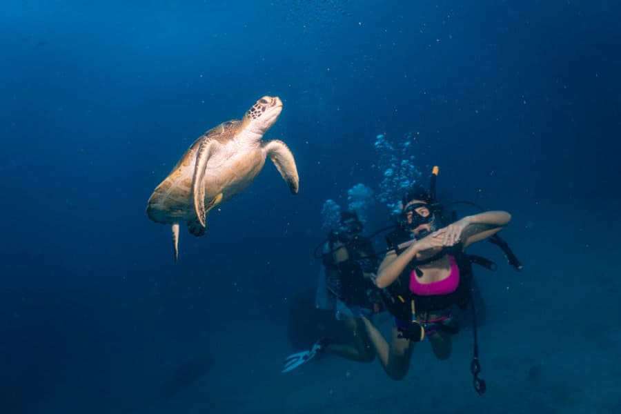 diving with a turtle on Koh Tao