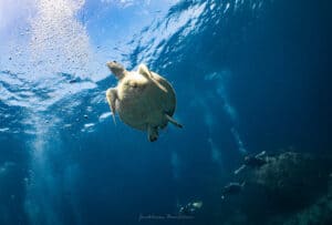 Koh Tao diving season doesn't effect turtles