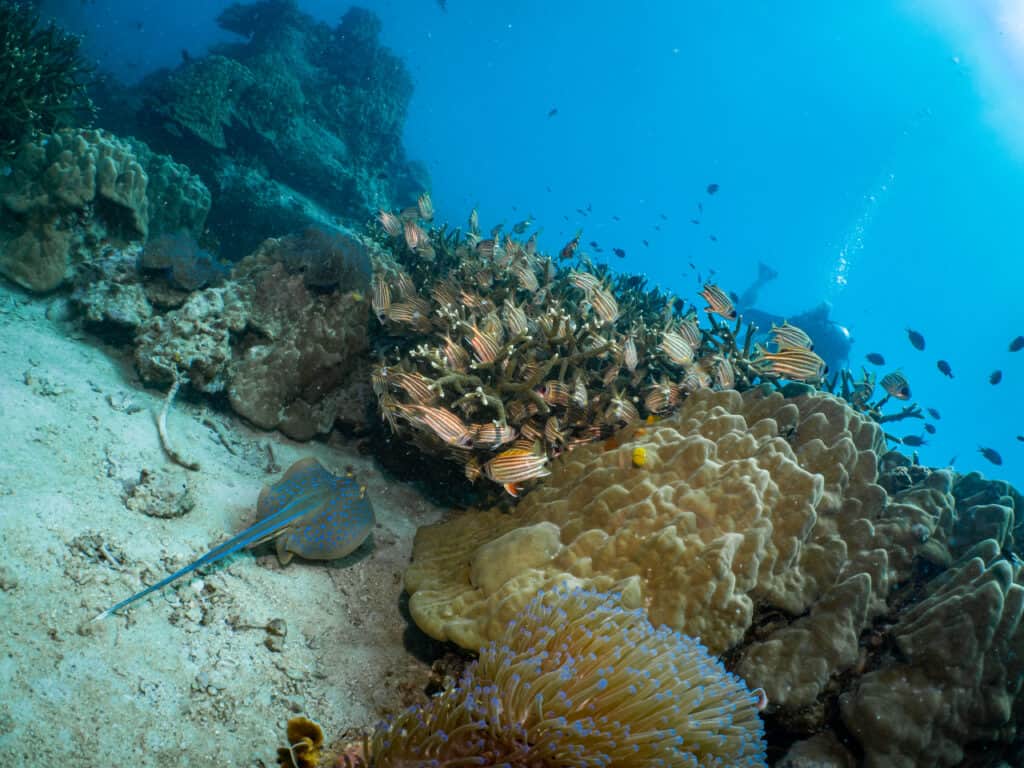 Koh Tao diving has a lot of marine life to see