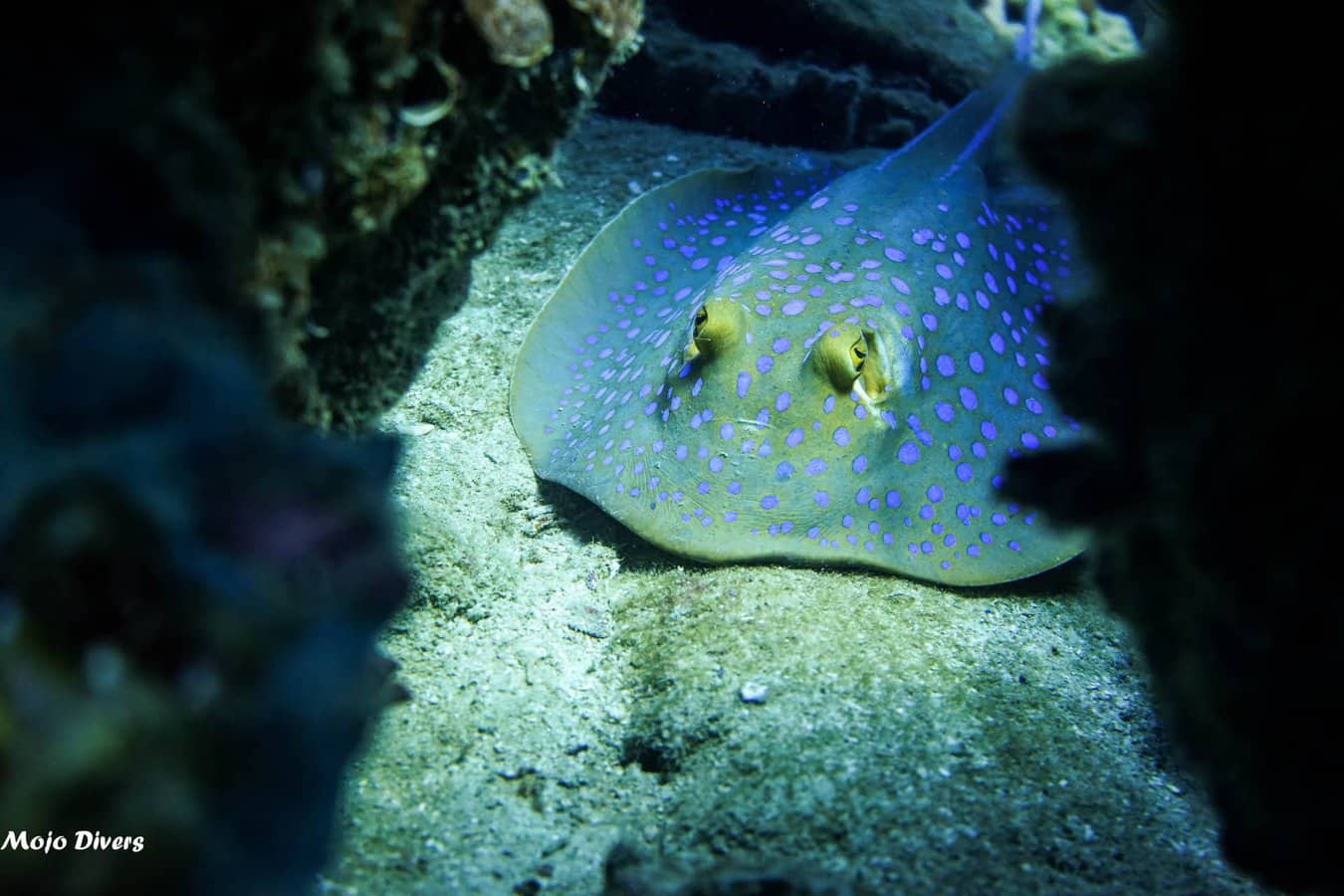 Bluespotted Stingray, Koh Tao marine life