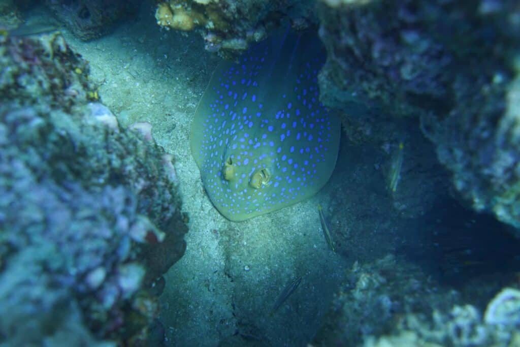 A bluespotted stingray at Twins.