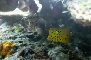 Yellow boxfish hiding under a rock, they can be seen by those doing their open water course