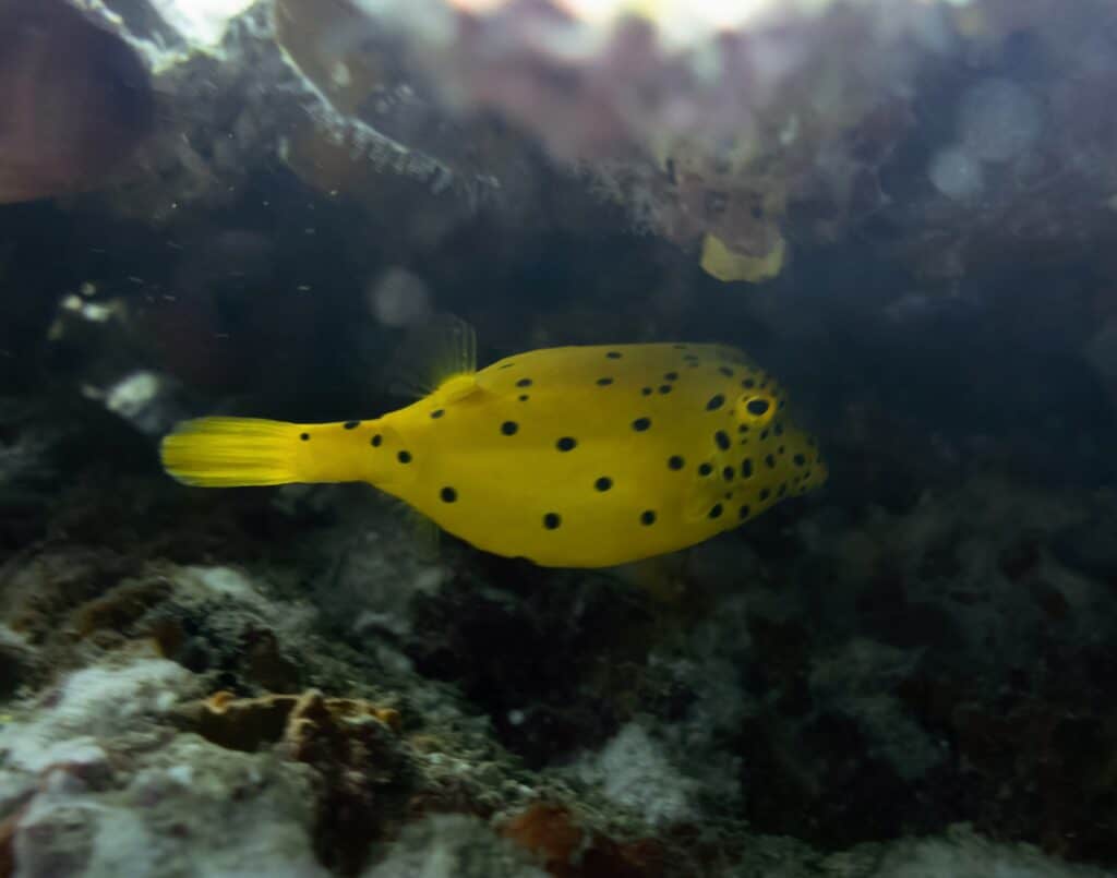 Yellow boxfish, why dive in amazing Koh Tao