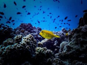Yellow boxfish are normally hiding from scuba divers