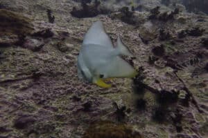 A batfish being cleaned