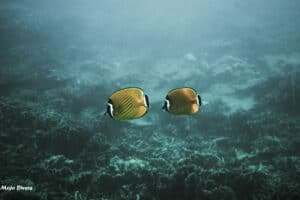 These can be seen in many places when diving around Koh Tao