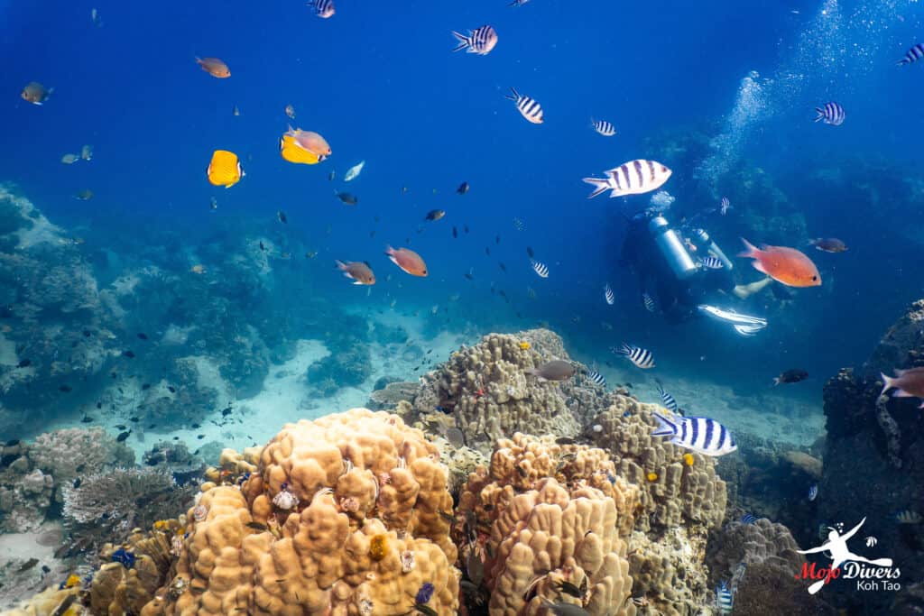 How deep can you dive in Koh Tao