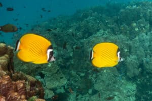 A pair of Weibeli butterfly fish, Koh Tao marine life