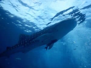 You might be lucky on your diving course on Koh Tao and see a whale shark