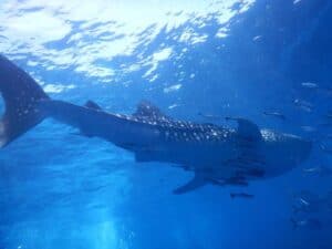 Whale sharks can sometimes be seen when diving on Koh Tao