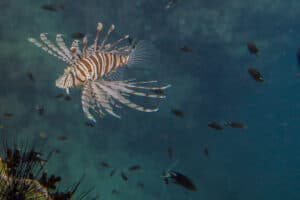 Diving Koh Tao with lionfish
