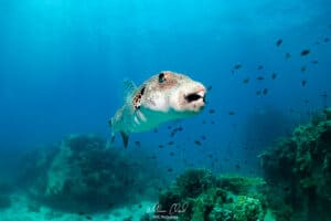 The star puffer is one a few types to be seen while diving on Koh Tao