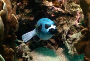 Masked puffer seen on the Koh Tao open water course