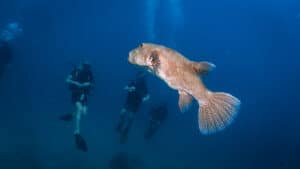 Koh Tao diving has a variety of marine life, including pufferfish