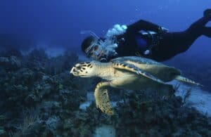 There are rules when diving with turtles on Koh Tao