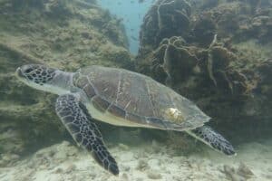 Learn about turtle ecology even after your Koh Tao diving