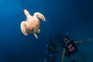 Can I see a turtle while scuba diving on Koh Tao