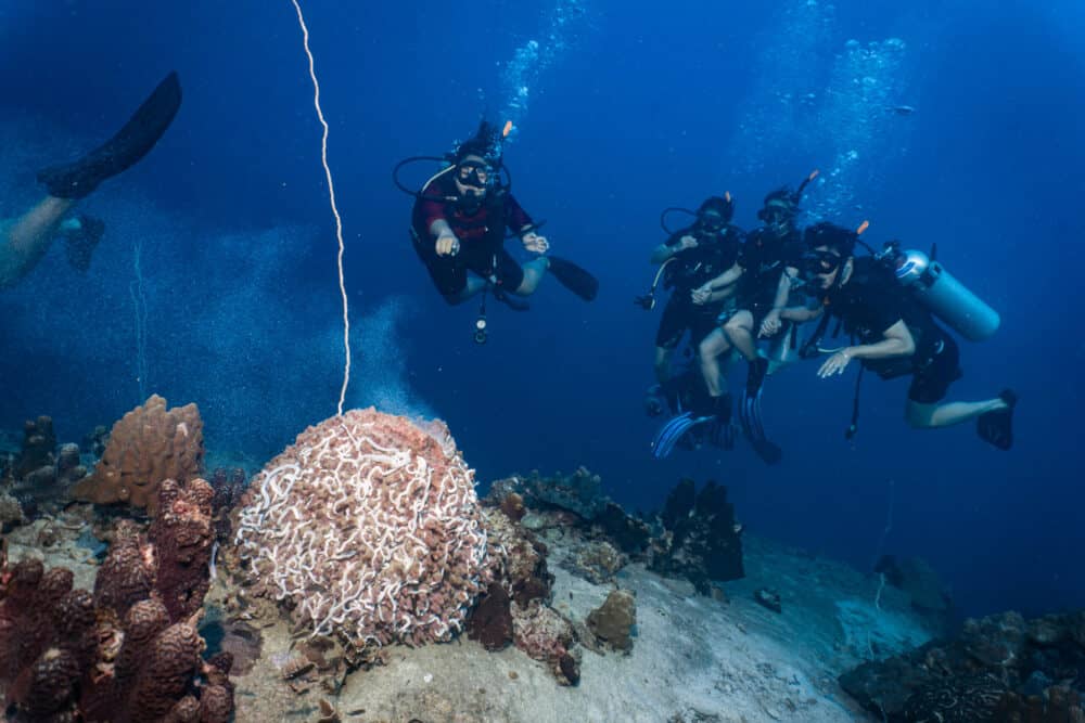 Koh Tao diving is amazing underwater, for just one day or the 3 day open water course