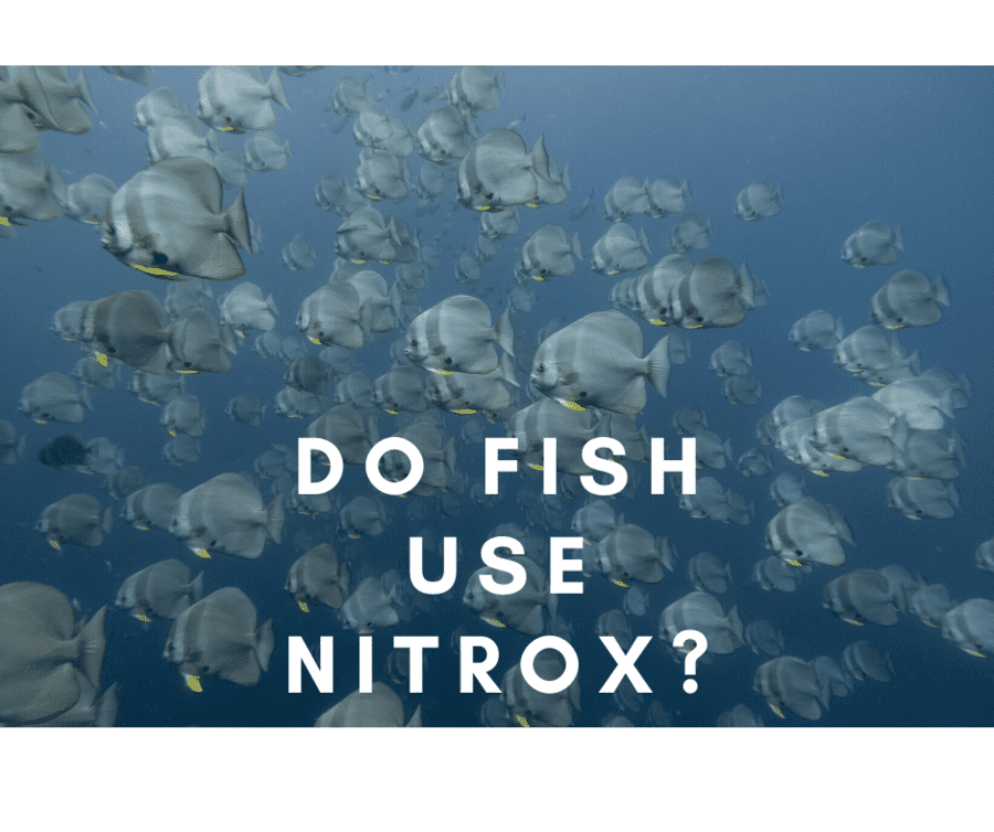 Online nitrox course, take your Koh Tao diving to another level