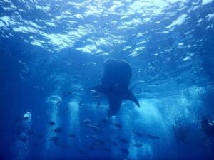 A whale shark near the surface at Chumphon Pinnacle, Koh Tao. A great reason to get your diving certification on Koh Tao