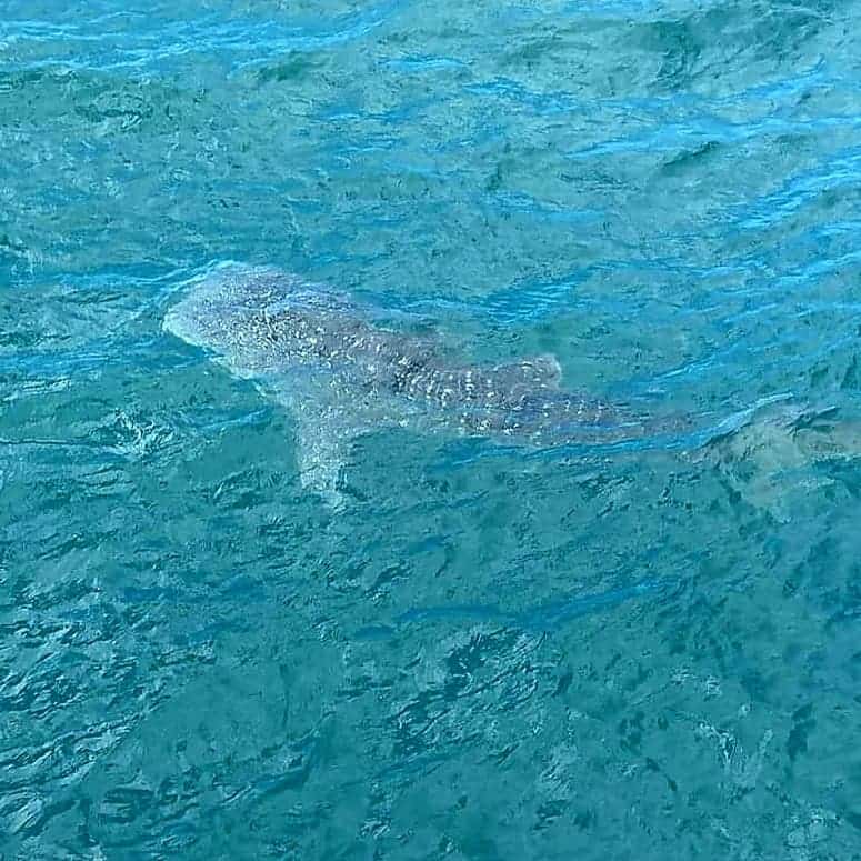 whale shark on the surface at Koh Tao