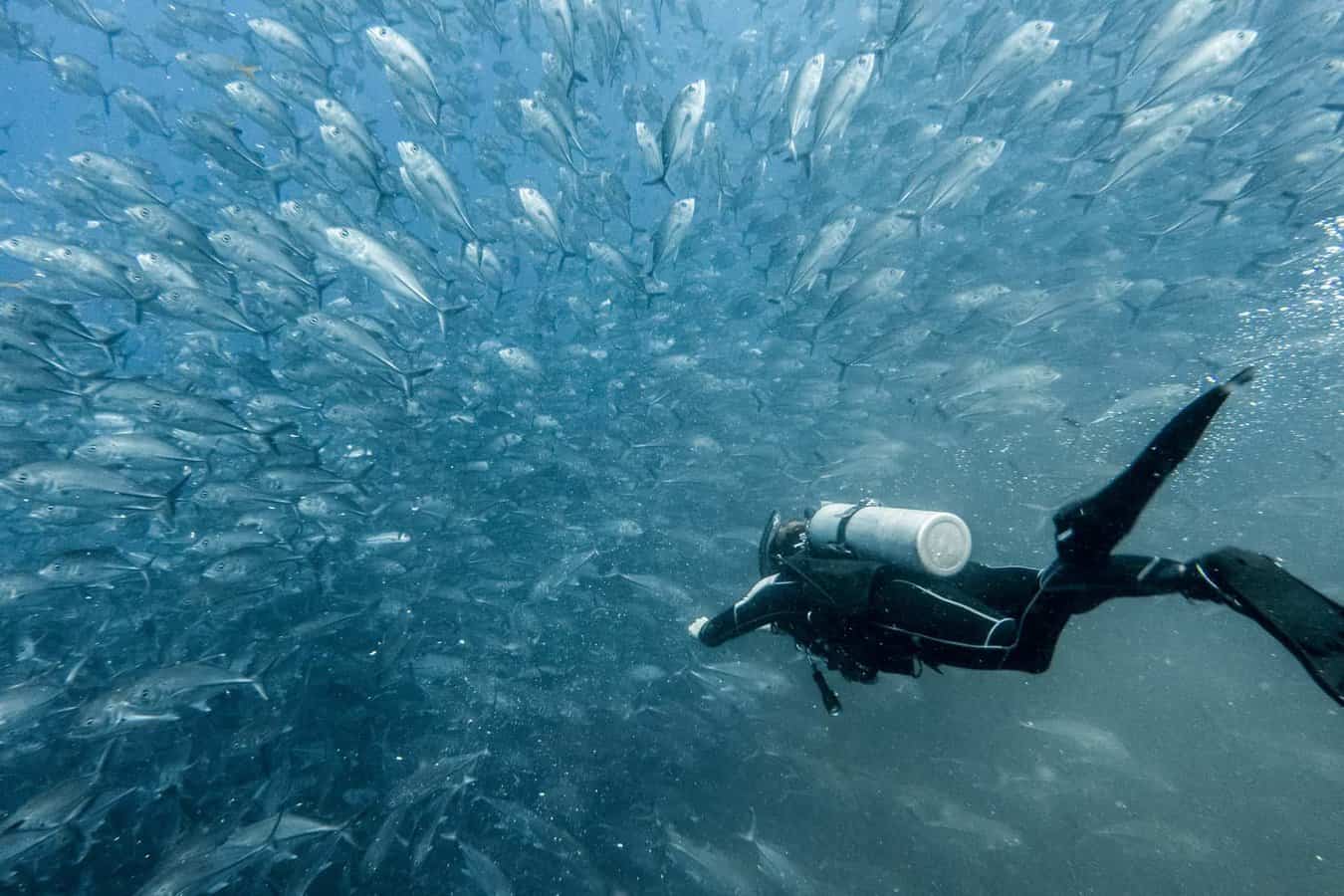 Koh Tao diving is just amazing, here is a fun diver at Chumphon