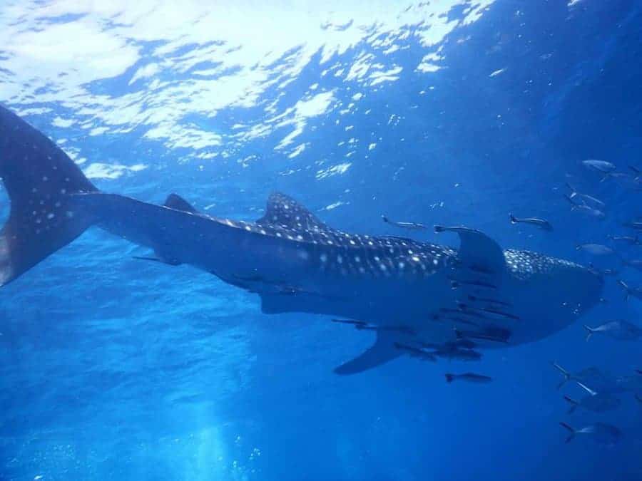 whale sharks on Koh Tao